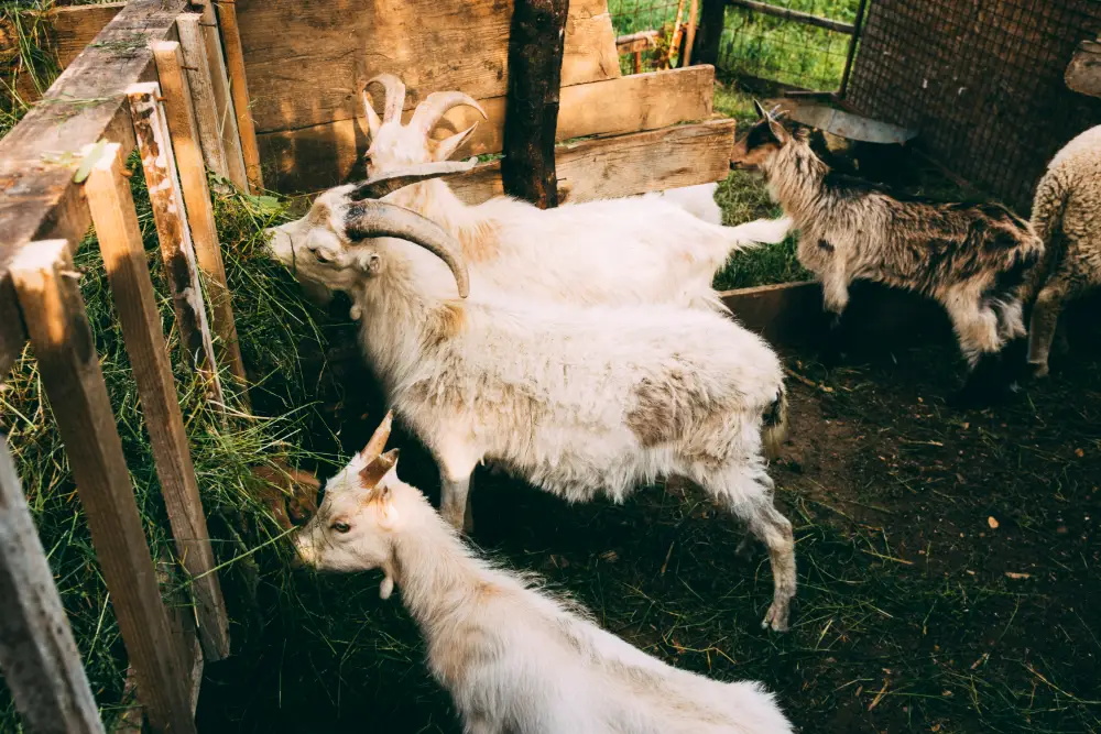 Cara Memilih Indukan Kambing yang Sehat dan Bagus