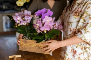 Media Tanam Anggrek Ternyata Gak Boleh Asal Pilih