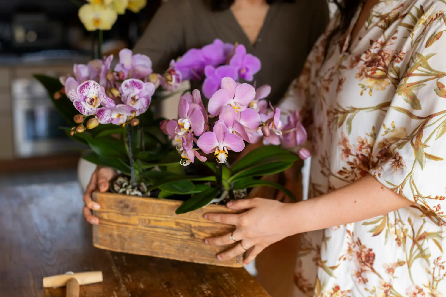 Media Tanam Anggrek Ternyata Gak Boleh Asal Pilih