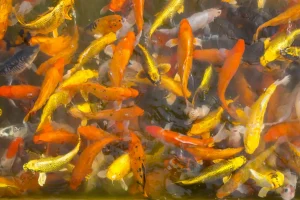 Tanda Awal Ikan dan Udang di Tambak Mulai Terkena Penyakit