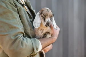 Ternak Kambing Modern Tidak Perlu Lahan Luas