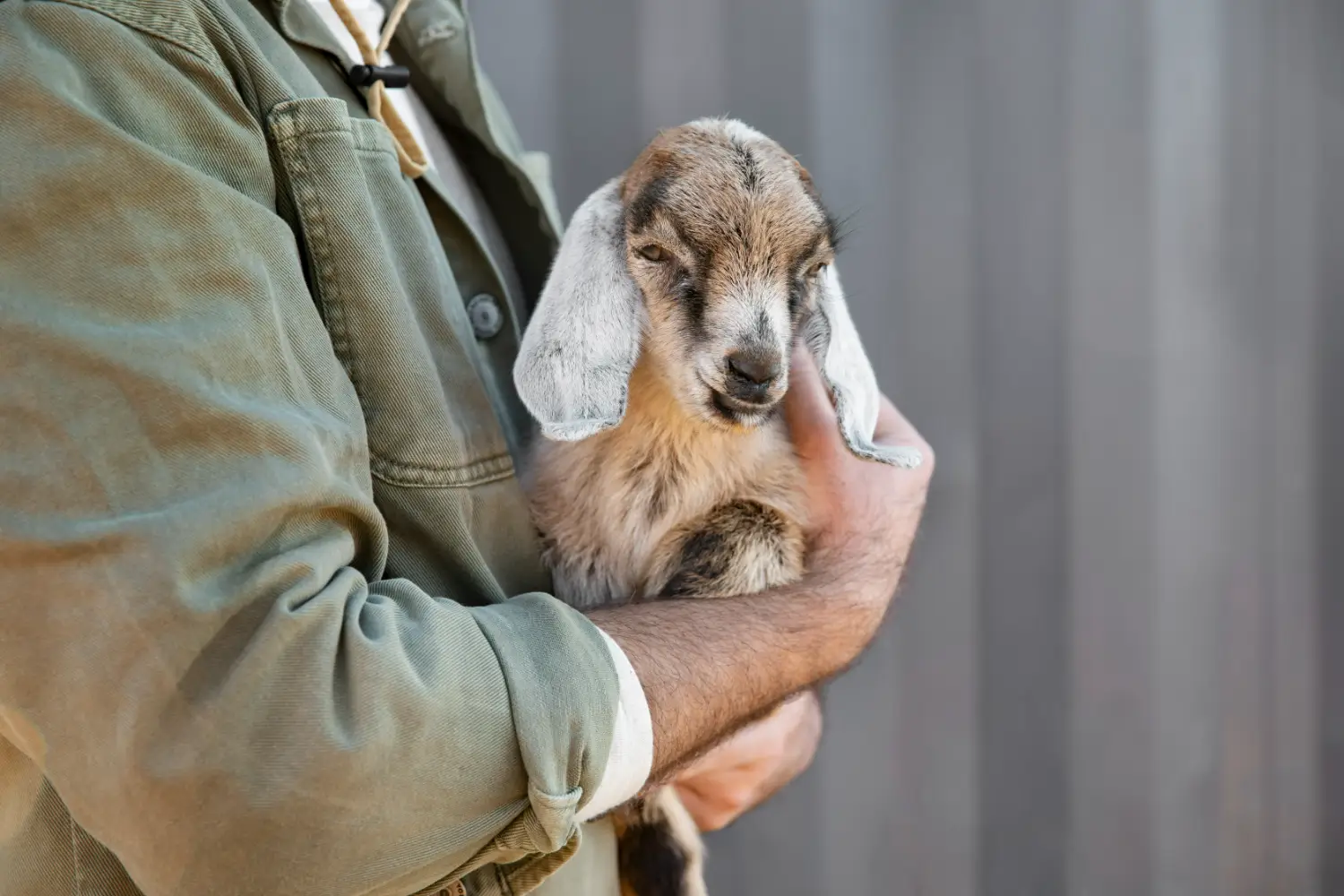 Ternak Kambing Modern Tidak Perlu Lahan Luas
