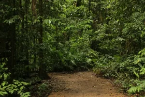 Apa Sih yang Bikin Sebuah Hutan Punya Nilai Konservasi Tinggi?