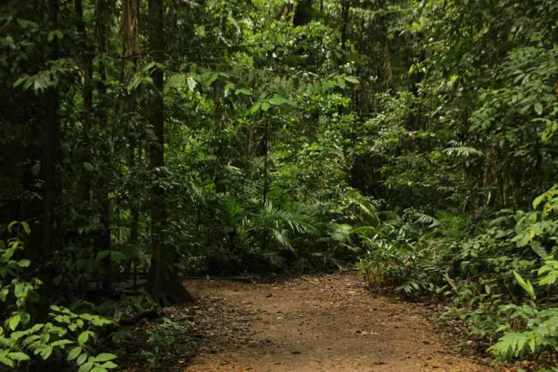 Apa Sih yang Bikin Sebuah Hutan Punya Nilai Konservasi Tinggi?