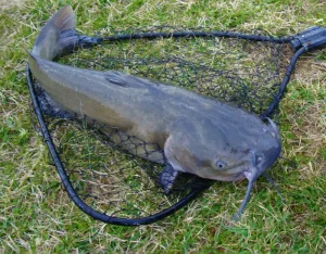 Fakta Ilmiah Kenapa Lele Lebih Tahan Banting dari Ikan Lain