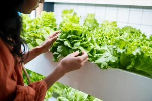Kenapa Hidroponik Organik Menarik buat Dicoba di Rumah?